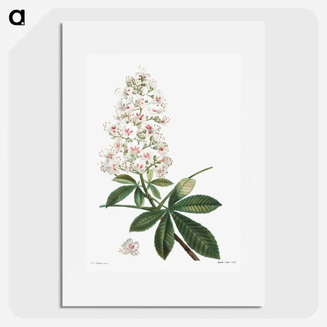 1-38_Treatise-on-Trees-and-Shrubs_picture