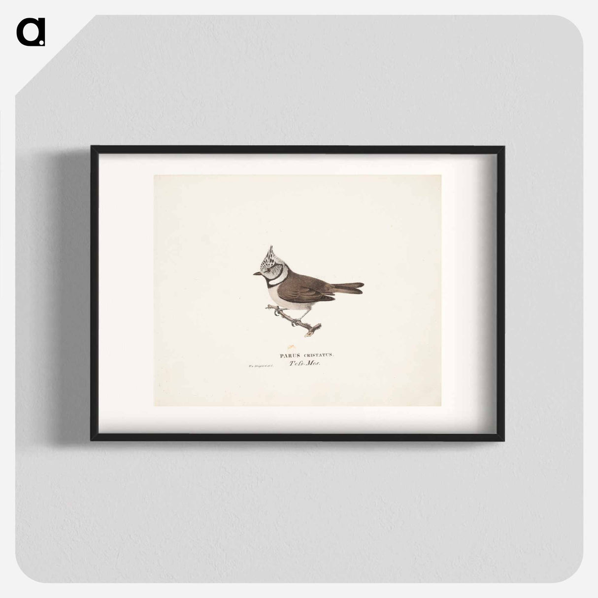 Crested tit - ヴィルヘルム フォン ライト Poster.