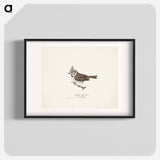 Crested tit - ヴィルヘルム フォン ライト Poster.