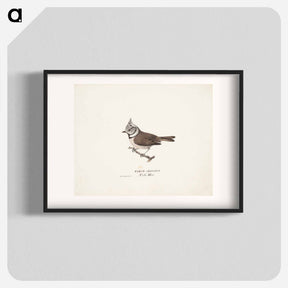 アートポスター-Crested tit - ヴィルヘルム フォン ライト Poster.
