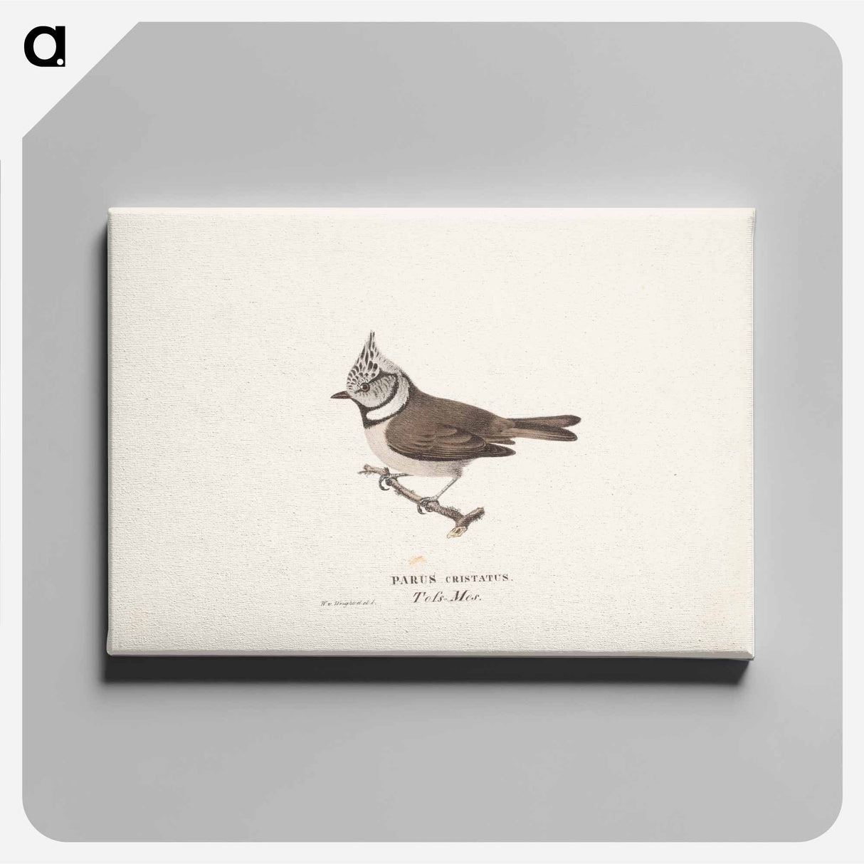 Crested tit - ヴィルヘルム フォン ライト Canvas.