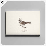 Crested tit - ヴィルヘルム フォン ライト Canvas.