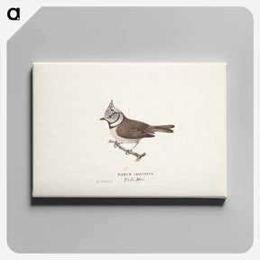 アートパネル-Crested tit - ヴィルヘルム フォン ライト Canvas.