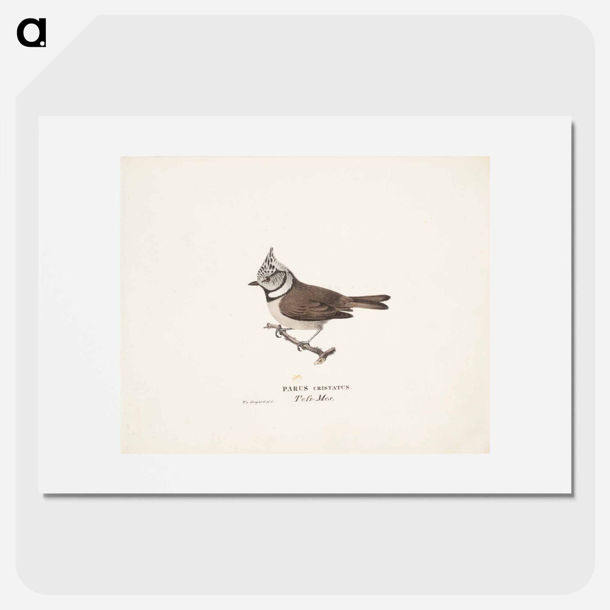 Crested tit - ヴィルヘルム フォン ライト Poster.