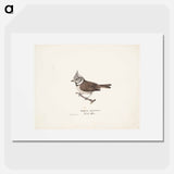 Crested tit - ヴィルヘルム フォン ライト Poster.