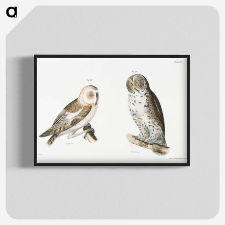 1-38_Zoology-of-New-York_blk-crop