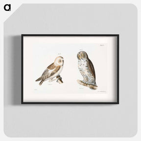 アートポスター-The American Barn Owl (Strix pratincola)  The Great Gray Owl (Syrnium cinereum) - ニューヨークの動物学 Poster.