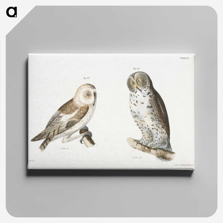 1-38_Zoology-of-New-York_canvas