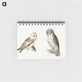 アートメモ帳-The American Barn Owl (Strix pratincola)  The Great Gray Owl (Syrnium cinereum) - ニューヨークの動物学 Memo.