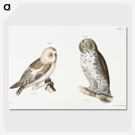 1-38_Zoology-of-New-York_picture-crop