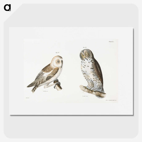 1-38_Zoology-of-New-York_picture