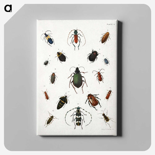 Colored beetles, landscape - アボット ハンダーソン セイヤー Canvas.