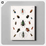 Colored beetles, landscape - アボット ハンダーソン セイヤー Canvas.
