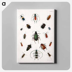 アートパネル-Colored beetles, landscape - アボット ハンダーソン セイヤー Canvas.