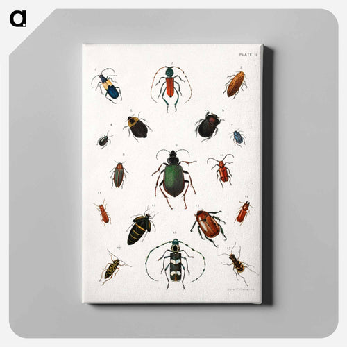 Colored beetles, landscape - アボット ハンダーソン セイヤー Canvas.