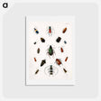アートポストカード-Colored beetles, landscape - アボット ハンダーソン セイヤー Postcard.