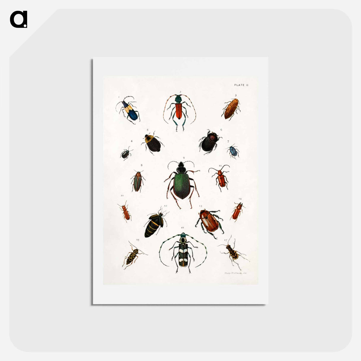 アートポストカード-Colored beetles, landscape - アボット ハンダーソン セイヤー Postcard.