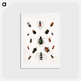 アートポストカード-Colored beetles, landscape - アボット ハンダーソン セイヤー Postcard.