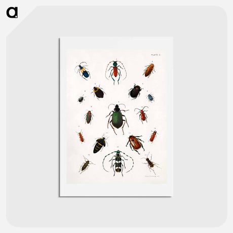 アートポストカード-Colored beetles, landscape - アボット ハンダーソン セイヤー Postcard.