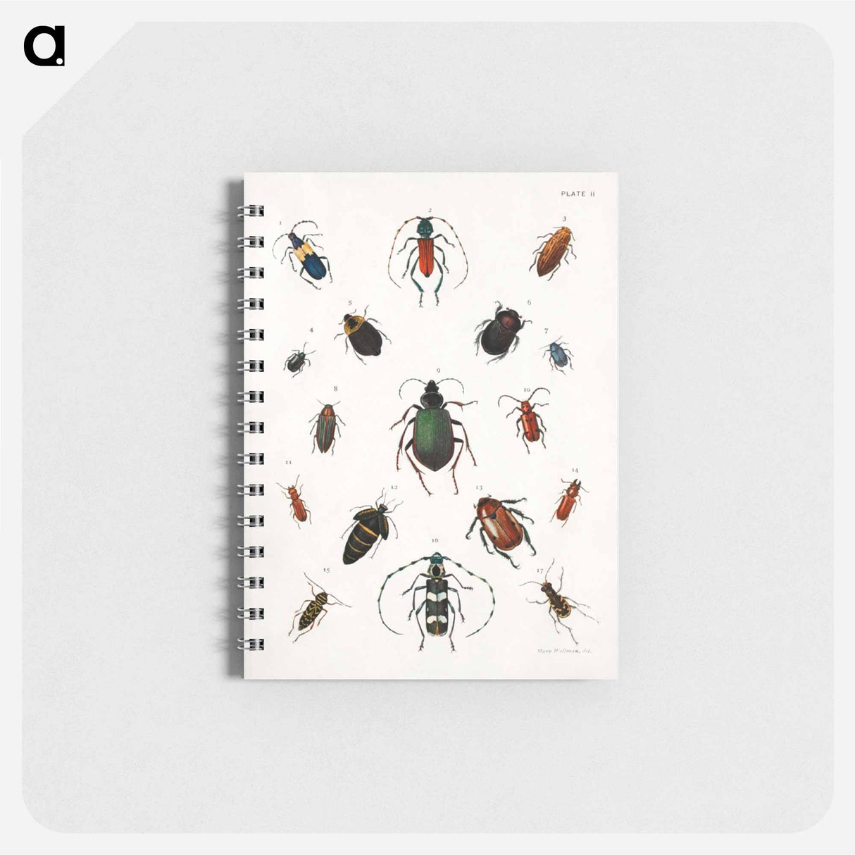 Colored beetles, landscape - アボット ハンダーソン セイヤー Memo.