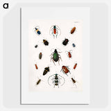 Colored beetles, landscape - アボット ハンダーソン セイヤー Poster.