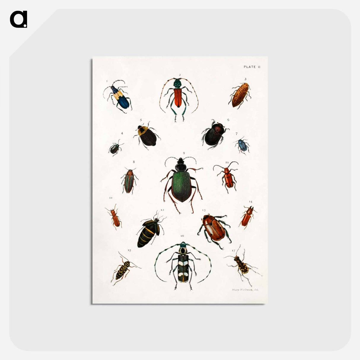 アートポストカード-Colored beetles, landscape - アボット ハンダーソン セイヤー Postcard.