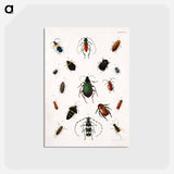 アートポストカード-Colored beetles, landscape - アボット ハンダーソン セイヤー Postcard.