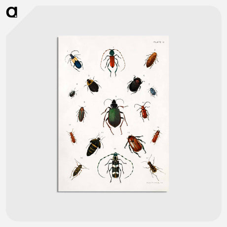 アートポストカード-Colored beetles, landscape - アボット ハンダーソン セイヤー Postcard.