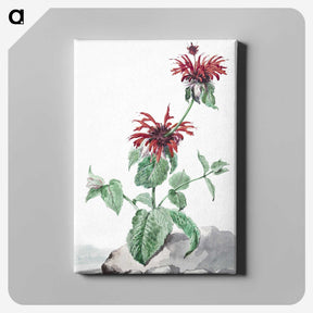 1-39_Aert-Schouman_canvas