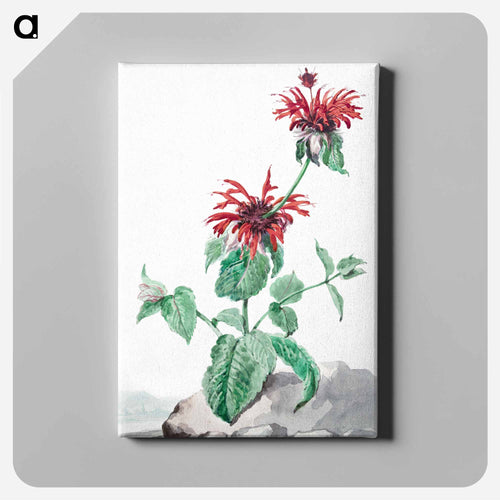A Red Bergamot in a Landscape - アールト シューマン Canvas.