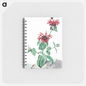 アートメモ帳-A Red Bergamot in a Landscape - アールト シューマン Memo.