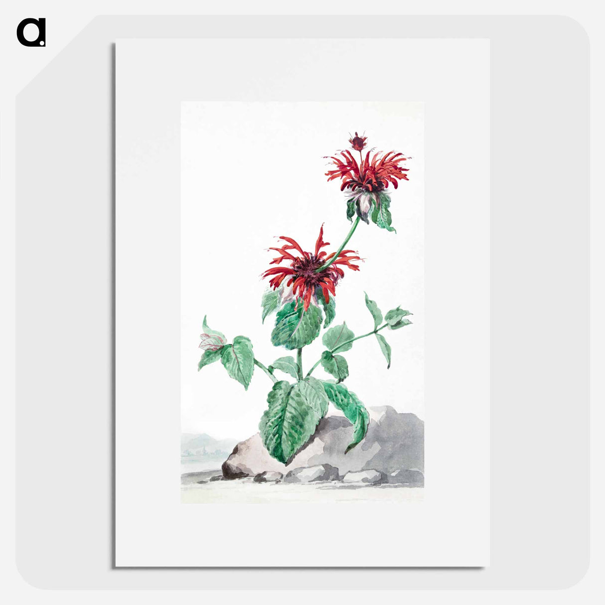 A Red Bergamot in a Landscape - アールト シューマン Poster.