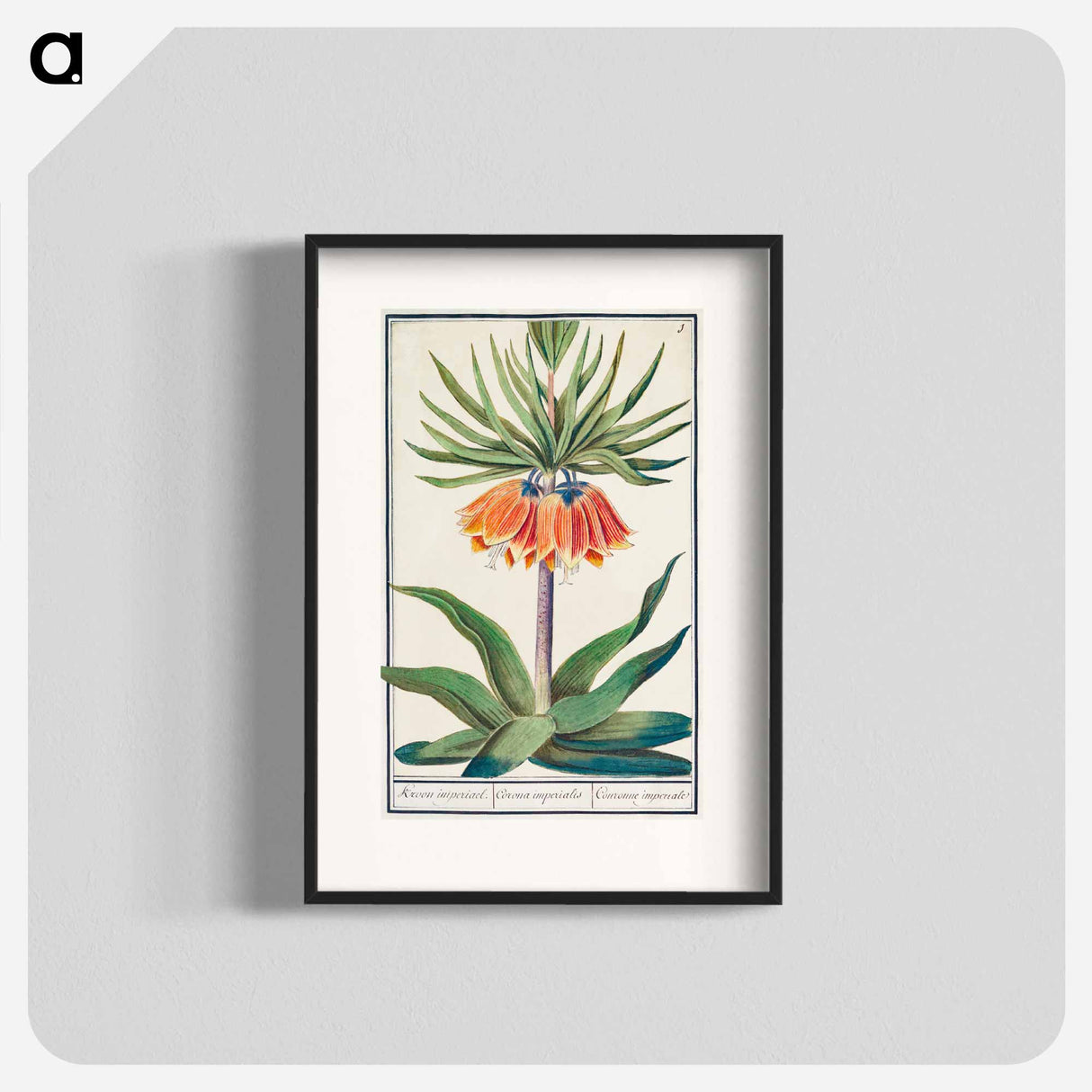 Imperial crown, Fritillaria imperialis - アンセルムス ボエティウス デ ブート Poster.