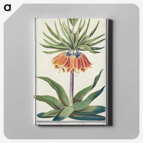 1-39_Anselmus-Boetius-de-Boodt_canvas