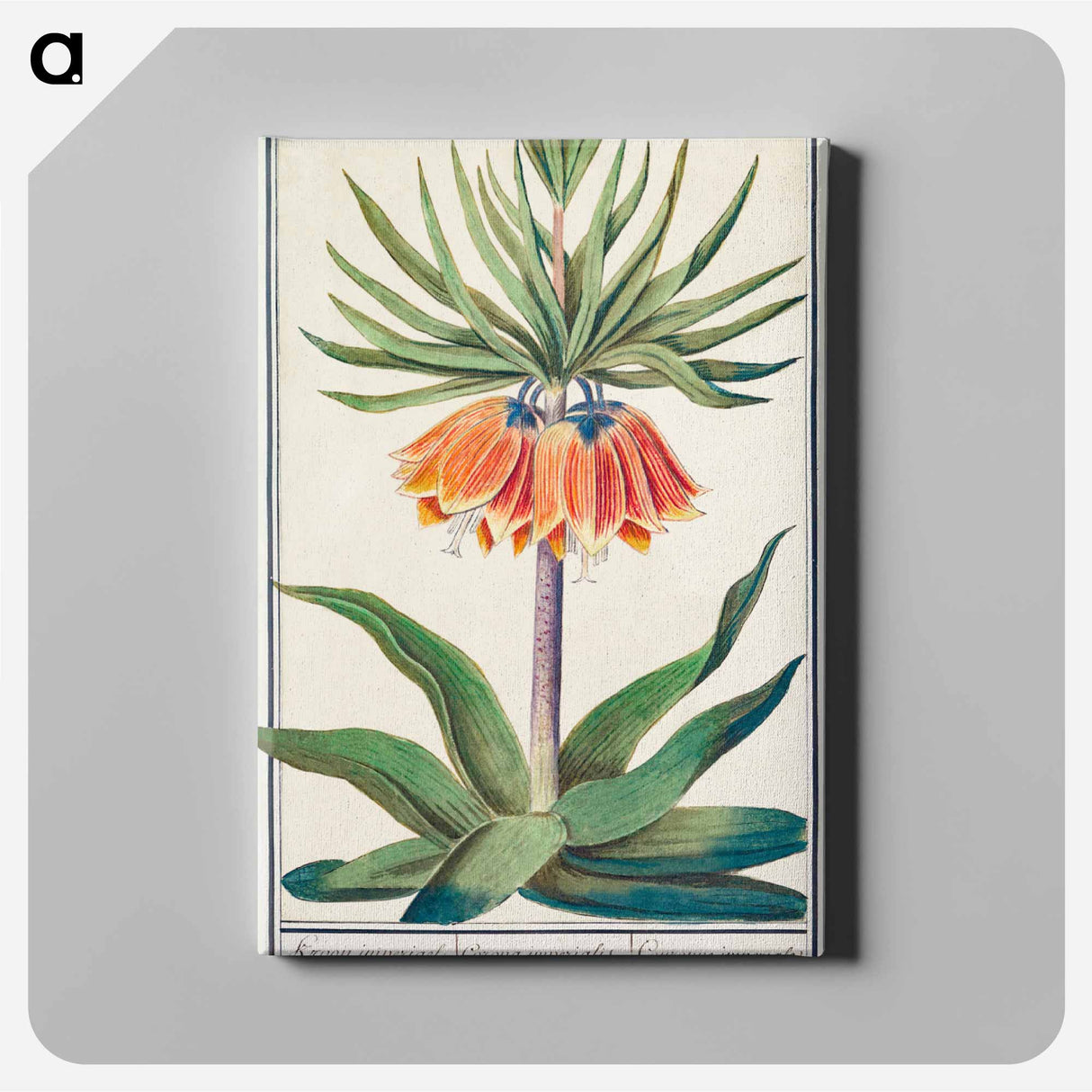 Imperial crown, Fritillaria imperialis - アンセルムス ボエティウス デ ブート Canvas.