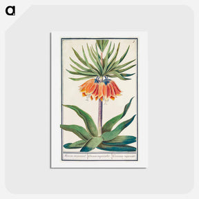 アートポストカード-Imperial crown, Fritillaria imperialis - アンセルムス ボエティウス デ ブート Postcard.