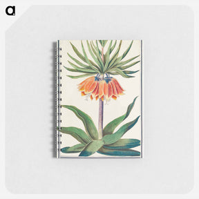 アートメモ帳-Imperial crown, Fritillaria imperialis - アンセルムス ボエティウス デ ブート Memo.
