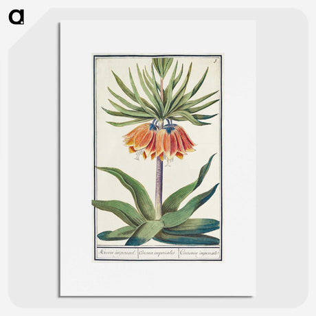 1-39_Anselmus-Boetius-de-Boodt_picture
