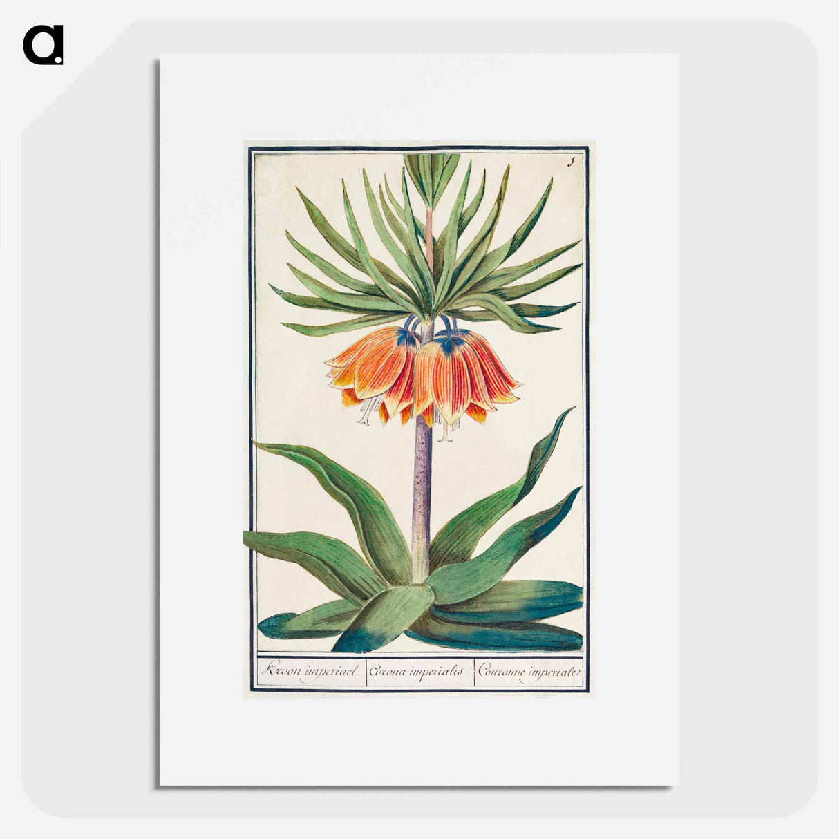 Imperial crown, Fritillaria imperialis - アンセルムス ボエティウス デ ブート Poster.