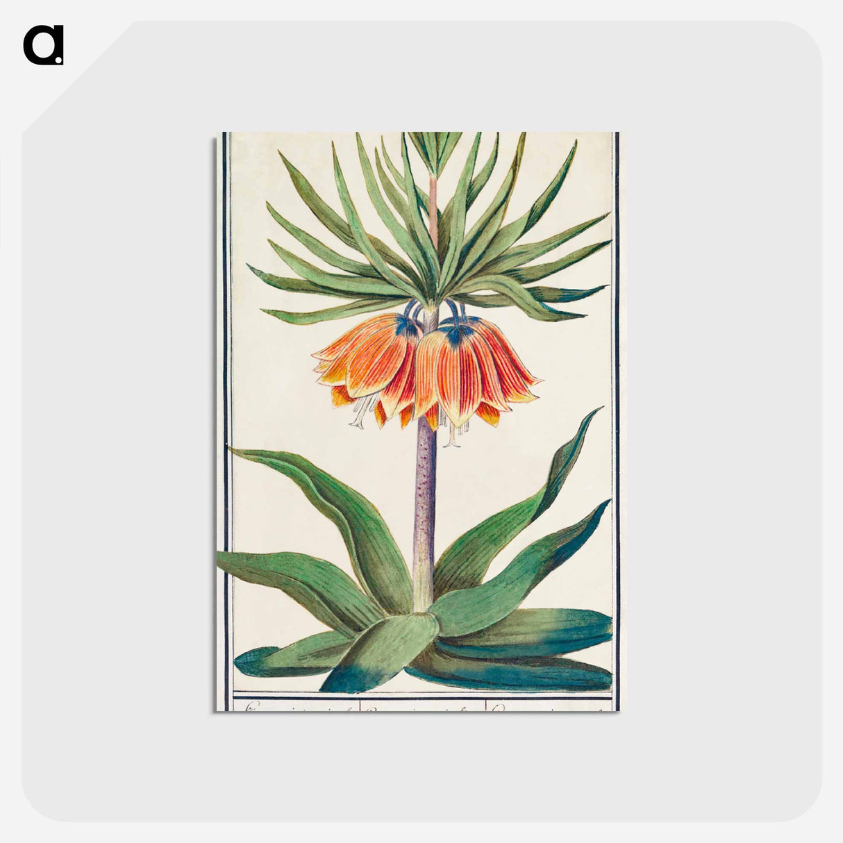 アートポストカード-Imperial crown, Fritillaria imperialis - アンセルムス ボエティウス デ ブート Postcard.