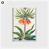 アートポストカード-Imperial crown, Fritillaria imperialis - アンセルムス ボエティウス デ ブート Postcard.