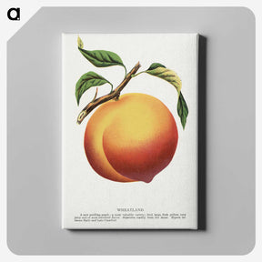 1-39_Botanical-Specimen-Plates_canvas