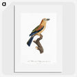 1-39_Des-Oiseaux-de-Paradis_picture