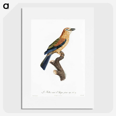 1-39_Des-Oiseaux-de-Paradis_picture