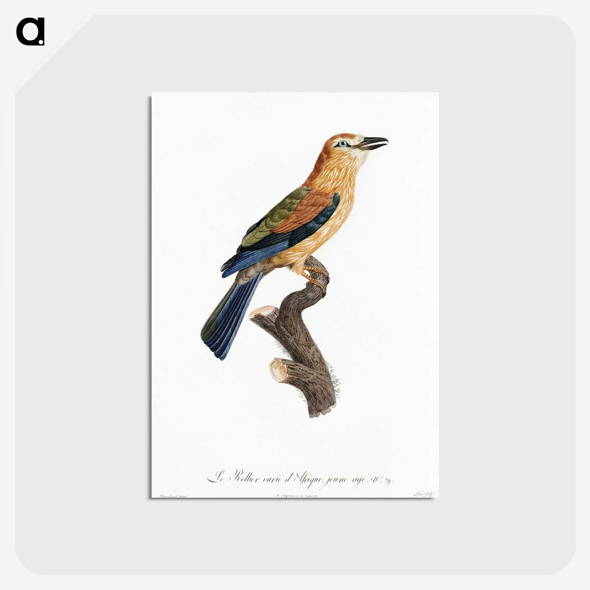 1-39_Des-Oiseaux-de-Paradis_postcard