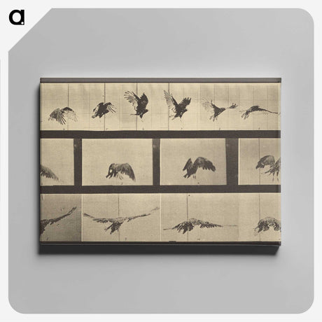 1-39_Eadweard-Muybridge_canvas