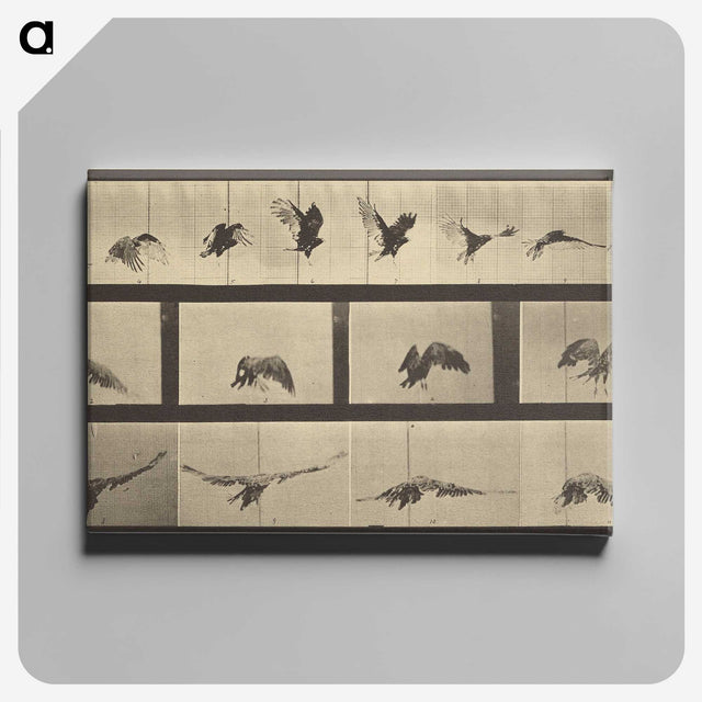 1-39_Eadweard-Muybridge_canvas
