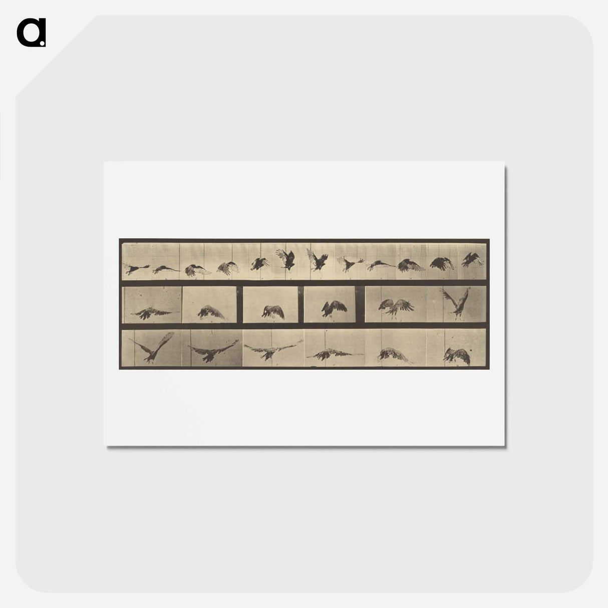 アートポストカード-Animal Locomotion
 - エドワード マイブリッジ Postcard.