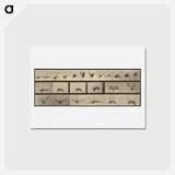アートポストカード-Animal Locomotion
 - エドワード マイブリッジ Postcard.