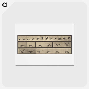 アートポストカード-Animal Locomotion
 - エドワード マイブリッジ Postcard.